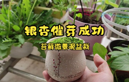 种子播种|银杏盆栽|微景观哔哩哔哩bilibili