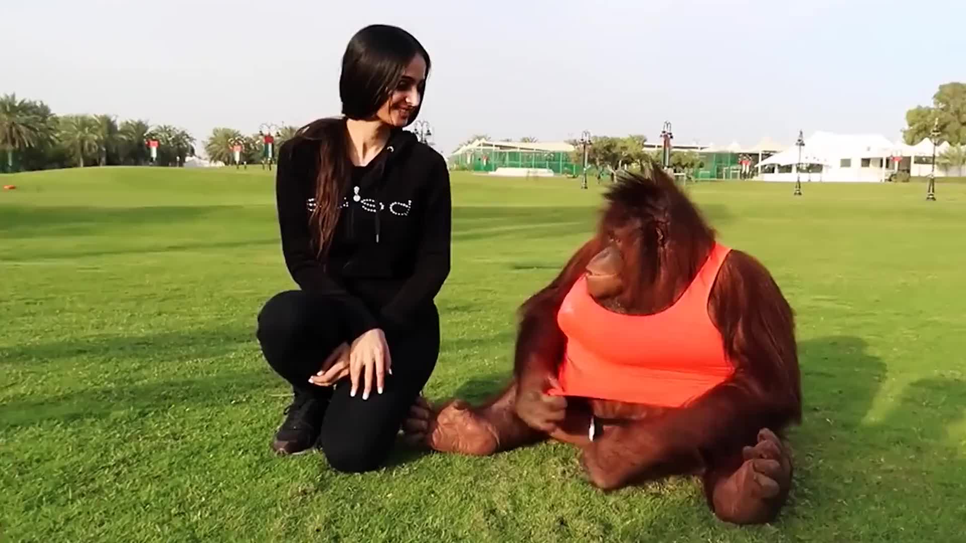 大猩猩第一次看到美女游客,全程激动不已,最后一个动作:过分了