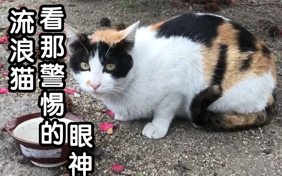 流浪猫好比把你遗弃在大街上今后怎么办深思