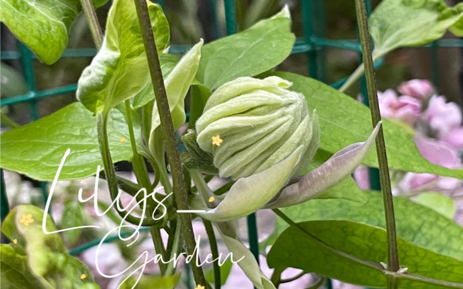 铁线莲·打花苞