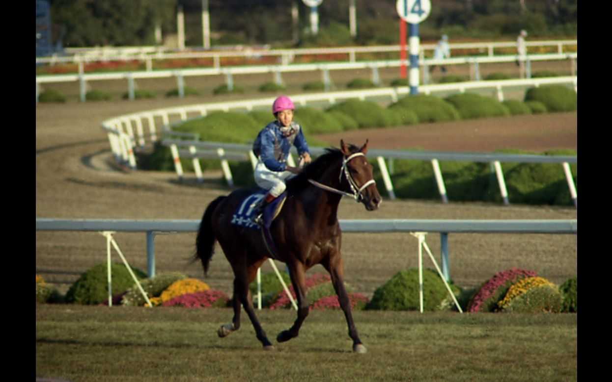 赛马1988年菊花赏gi超级溪流