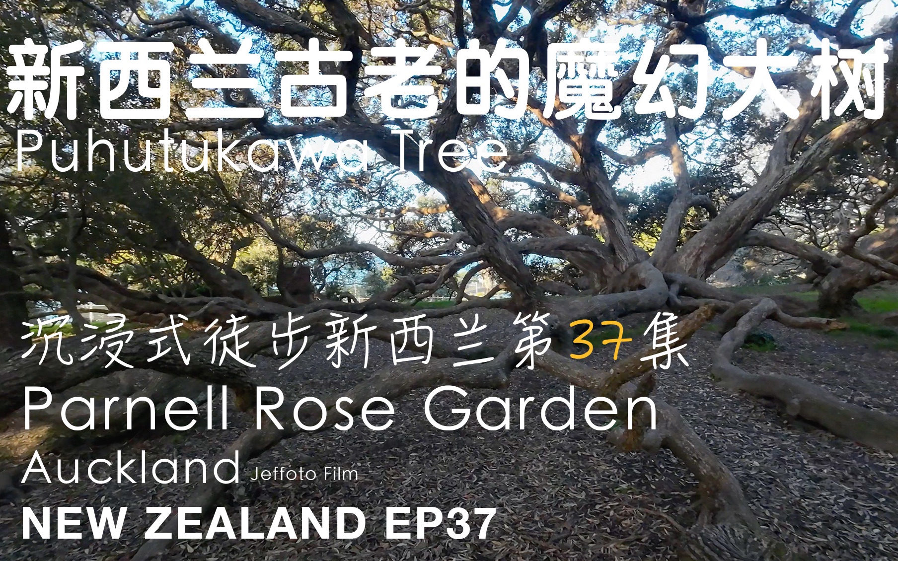 [图]4K Walk in NZ EP37 - Auckland Parnell Rose Garden沉浸式徒步新西兰第37集-奥克兰Parnell玫瑰园苍天大树