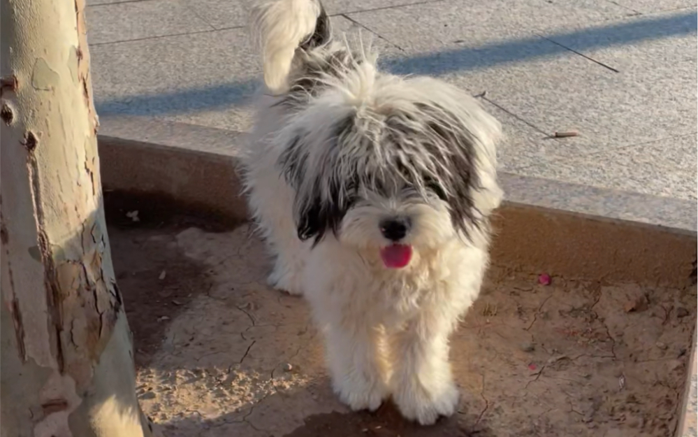 解锁新角色奶牛狗