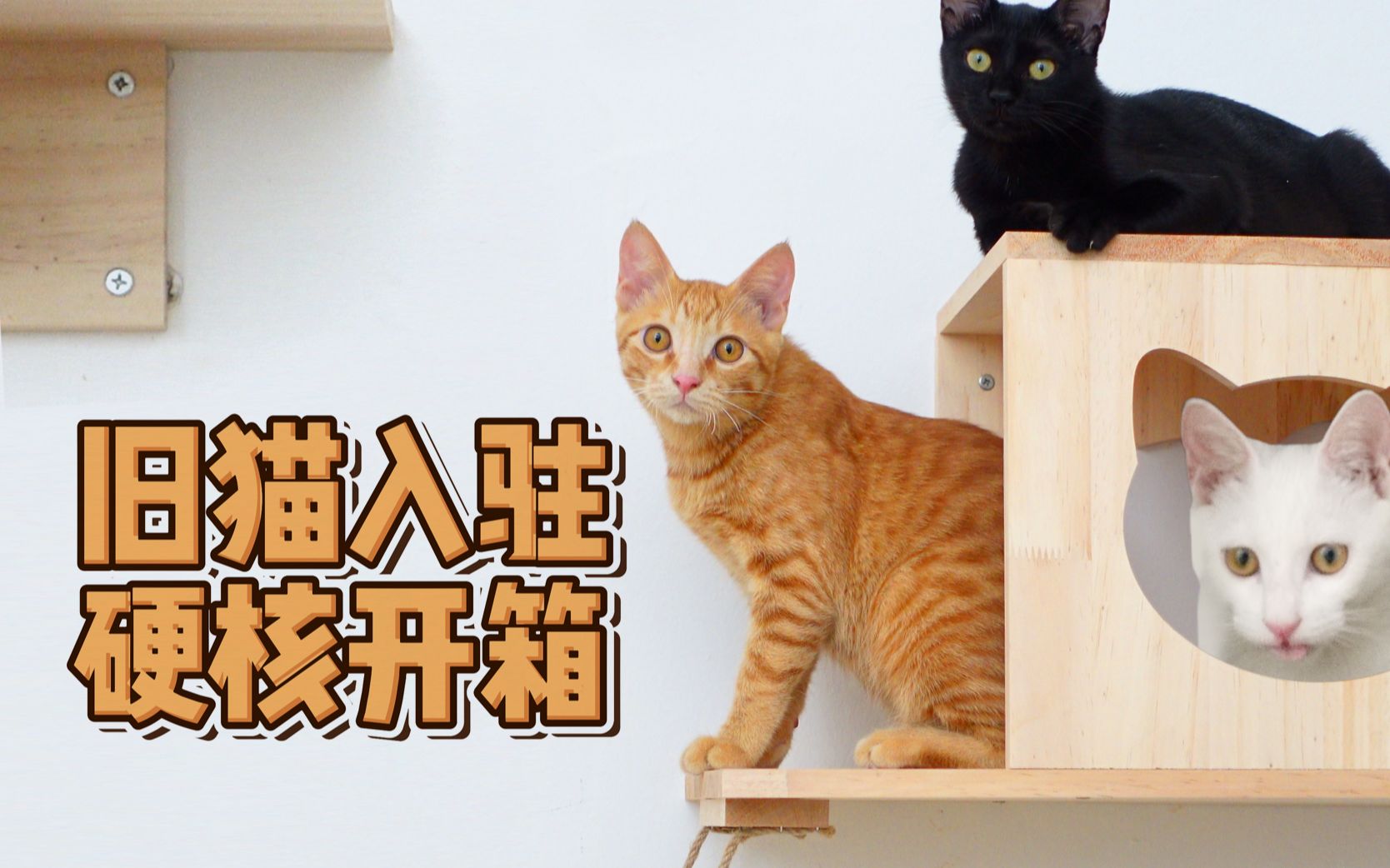 [图]又收养了一只流浪猫，硬核开箱缺德和天猫的新玩伴