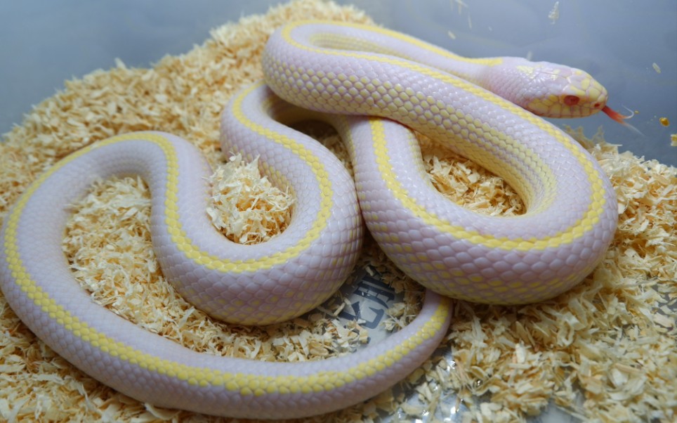 迈阿密玉米蛇图片