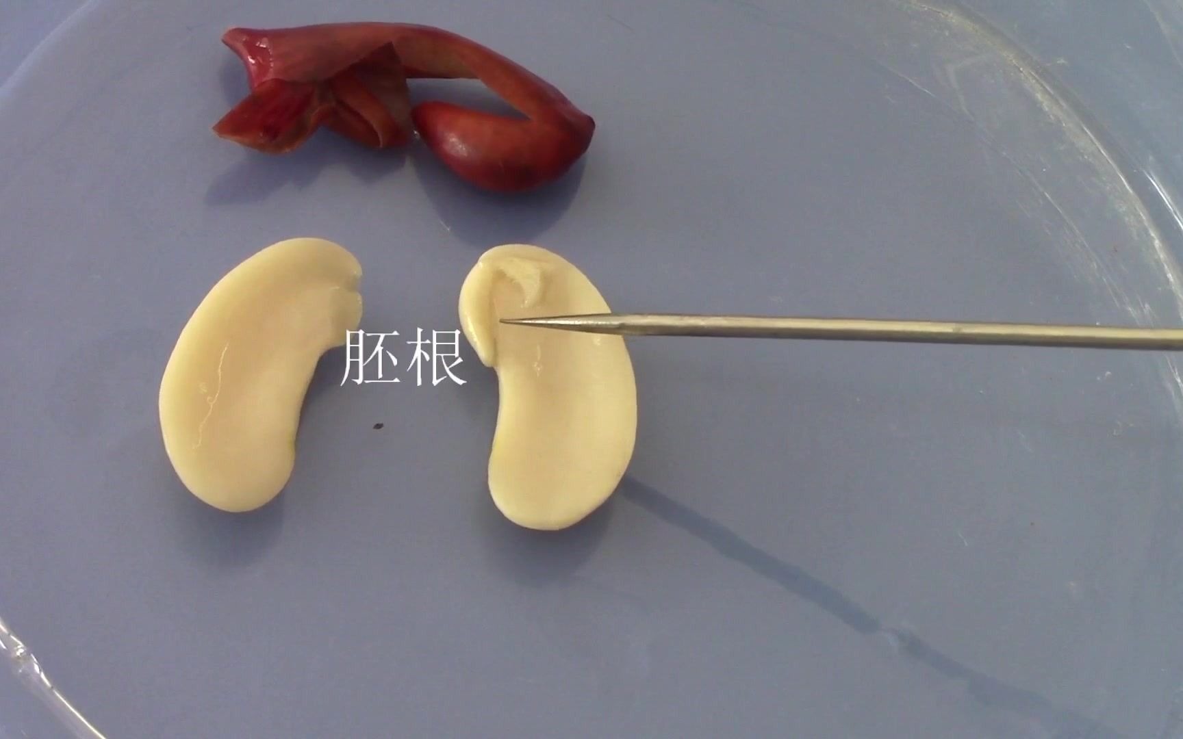 [图]七年级生物学实验——观察种子的结构