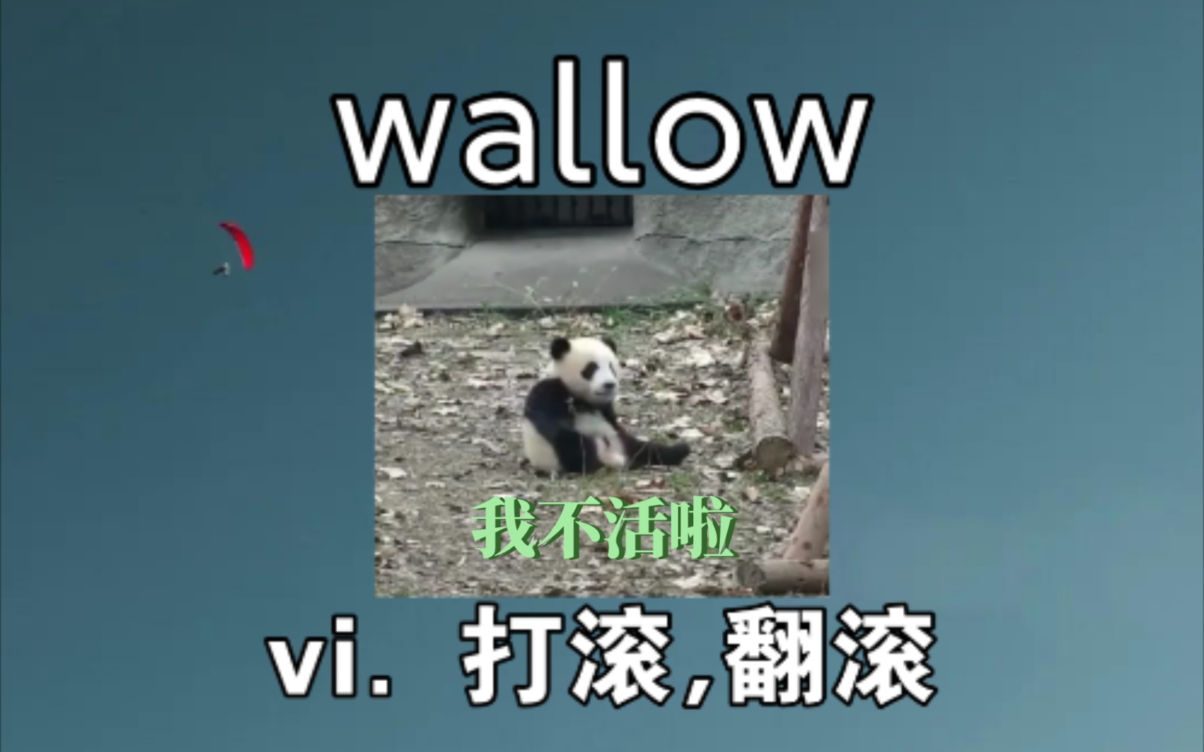 [专八词汇] wallow:vi.打滚,翻滚《我不活啦》哔哩哔哩bilibili