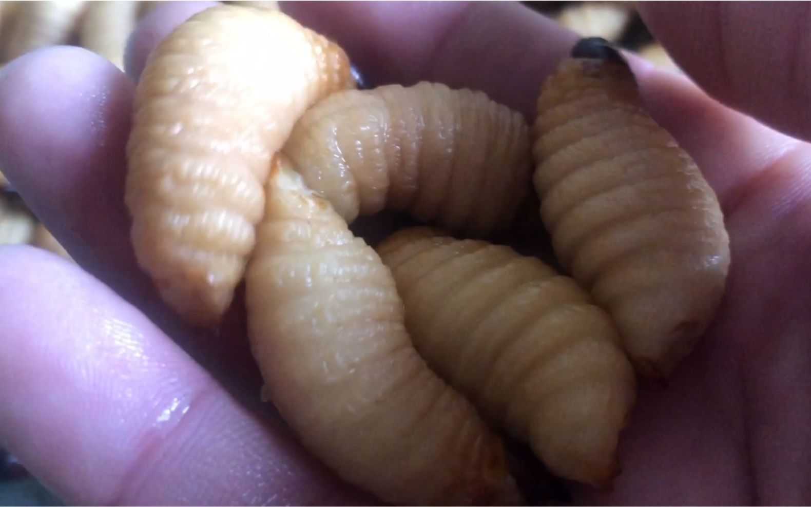 竹虫养殖,用甘蔗养是什么味你知道吗?_哔哩哔哩_bilibili