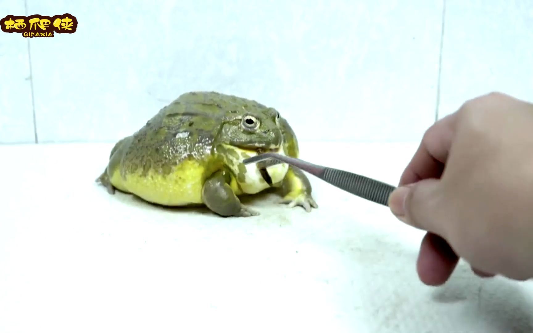 牛蛙 #萌宠 #搞笑 #逗比 #奇妙的动物