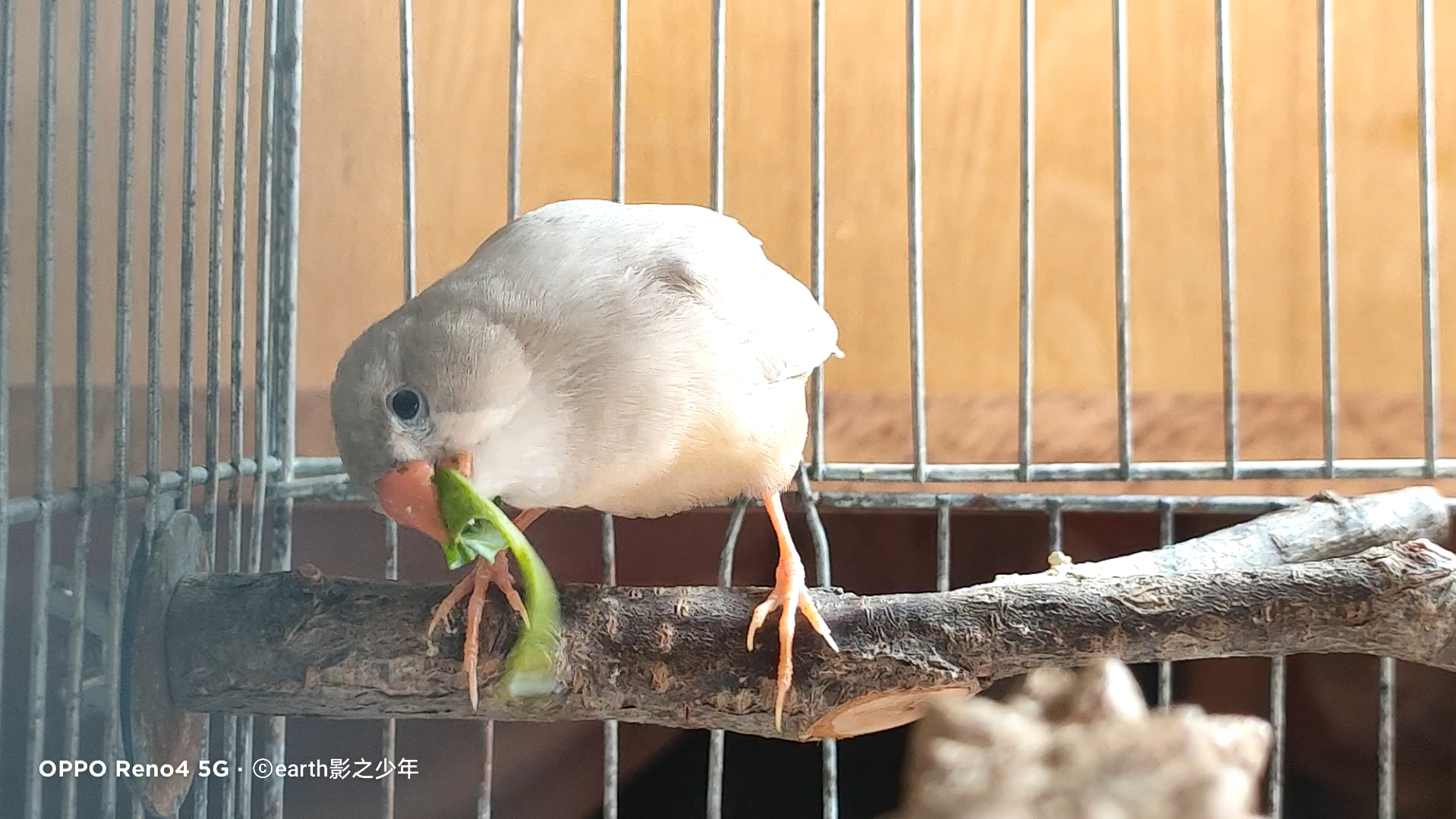 【珍珠鸟】小鸡崽吃个青菜摇头晃脑的