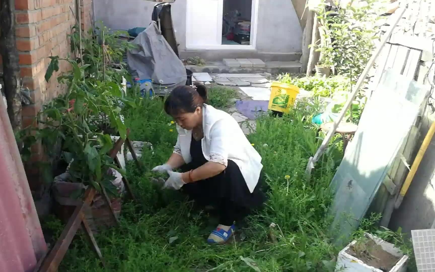 扁猪牙利尿通淋杀虫止痒,还凉血止血,看我家院里好多晒干用处大哔哩哔哩bilibili