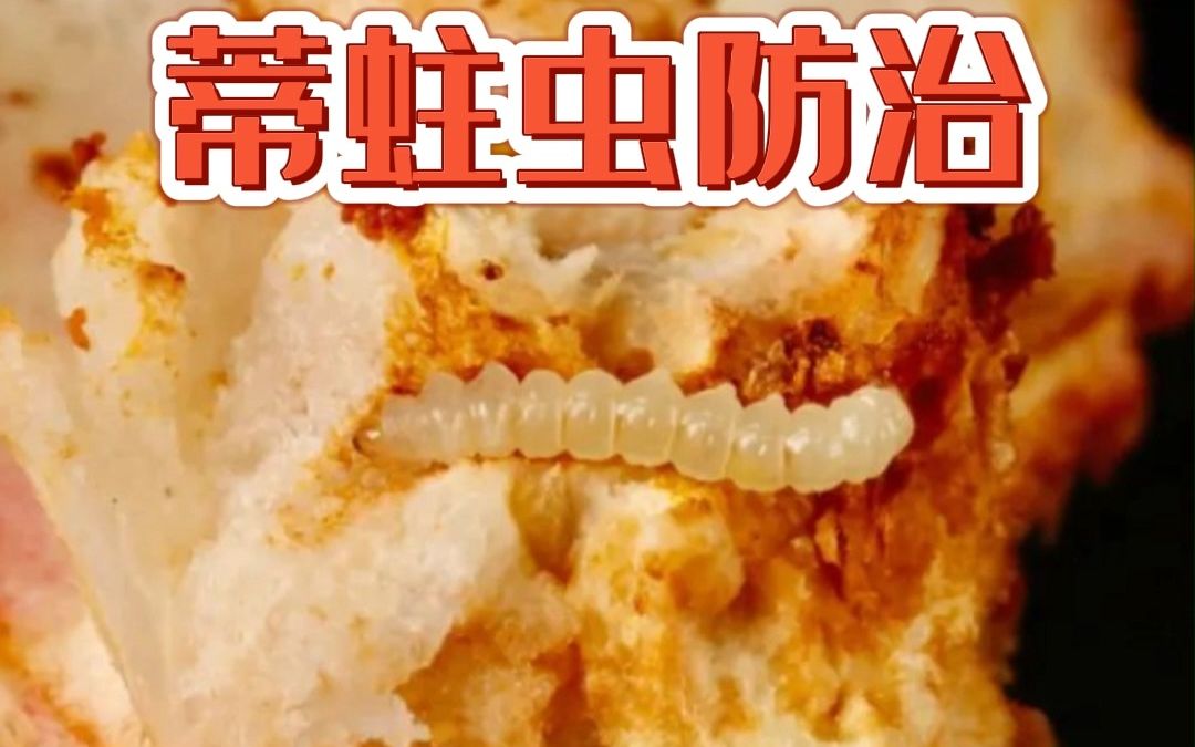 荔枝蒂蛀虫的防治