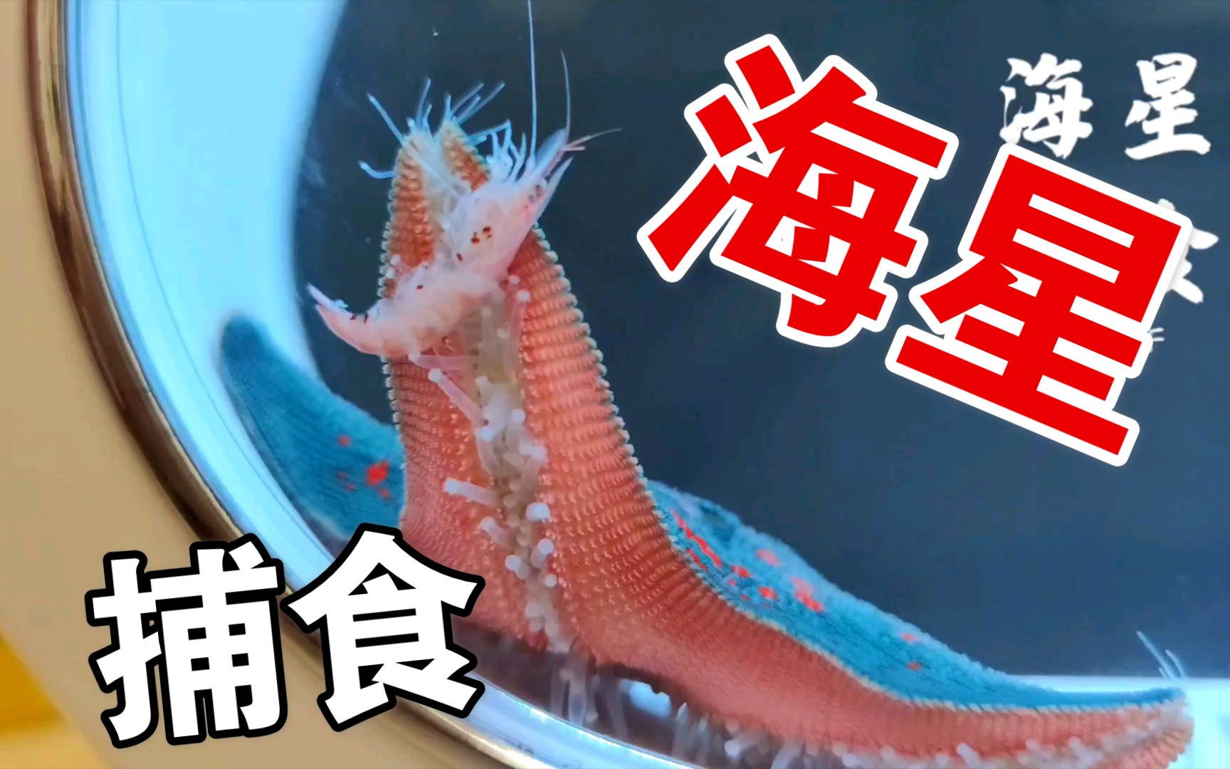 活动作品海星捕食超清特写你一定没看过