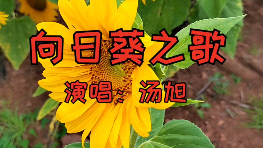 [图]葵花朵朵向太阳，向阳花开蜜蜂来，请欣赏歌曲《向日葵之歌》