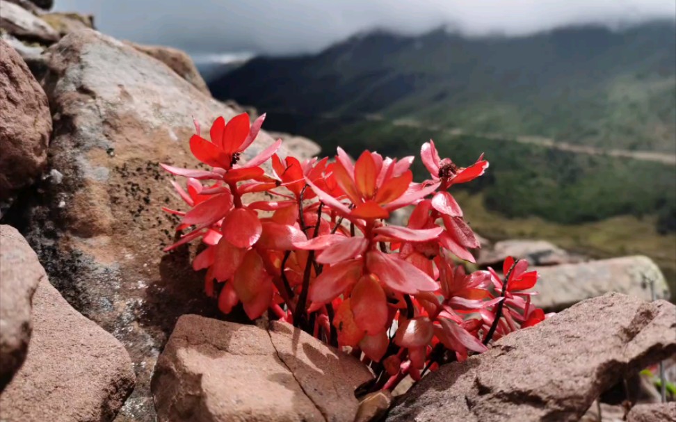 [图]高山植物红景天；植物多样性重要性