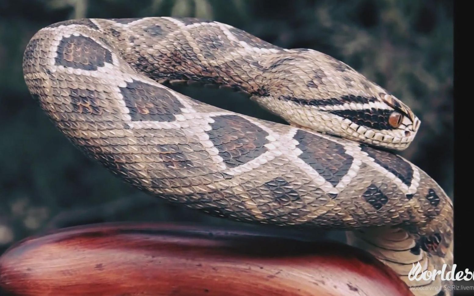 蛇纹手杖雕刻——木工项目收集