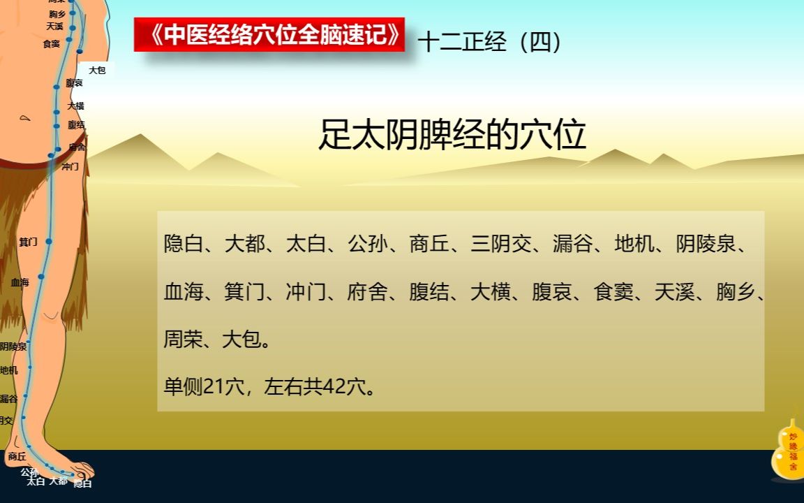 中医经络穴位全脑速记:十二正经(四)足太阴脾经哔哩哔哩bilibili