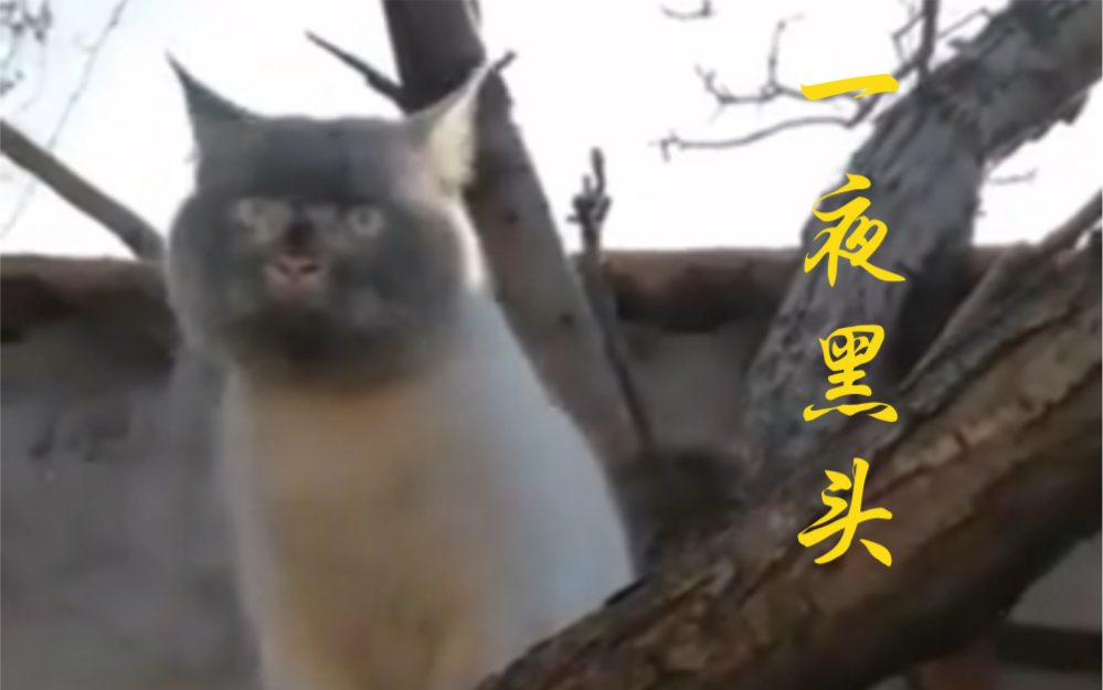 事实证明,猫是真的怕冷!哔哩哔哩bilibili