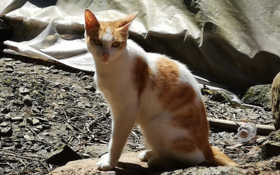 农村猫咪现状!