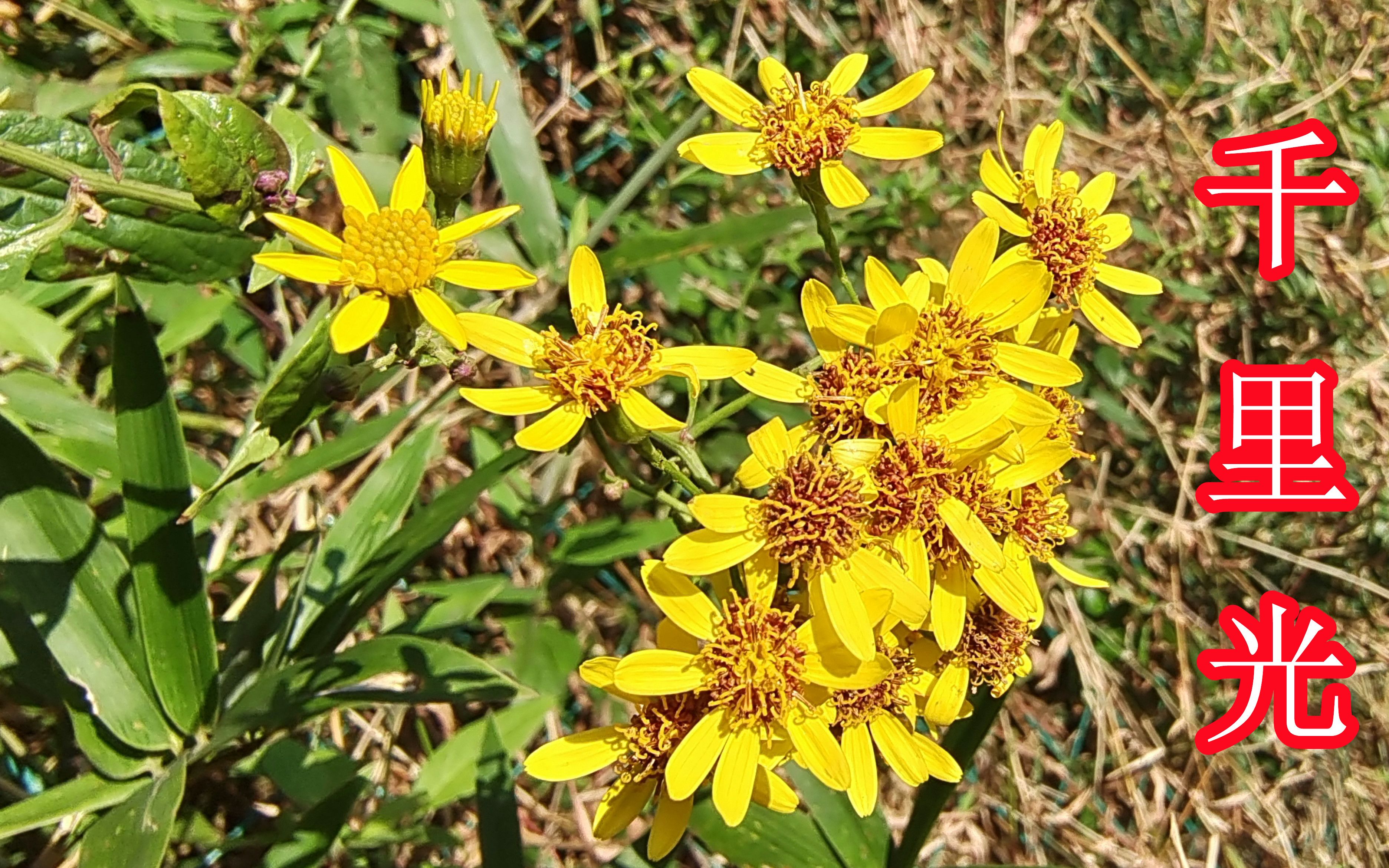 常见又不起眼的"千里光",中医上却有很高的价值,看见别不认识
