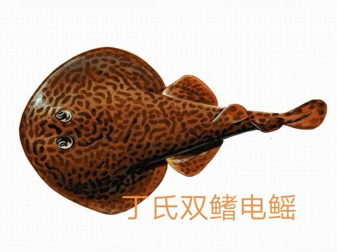 双鳍电鳐科的鱼类