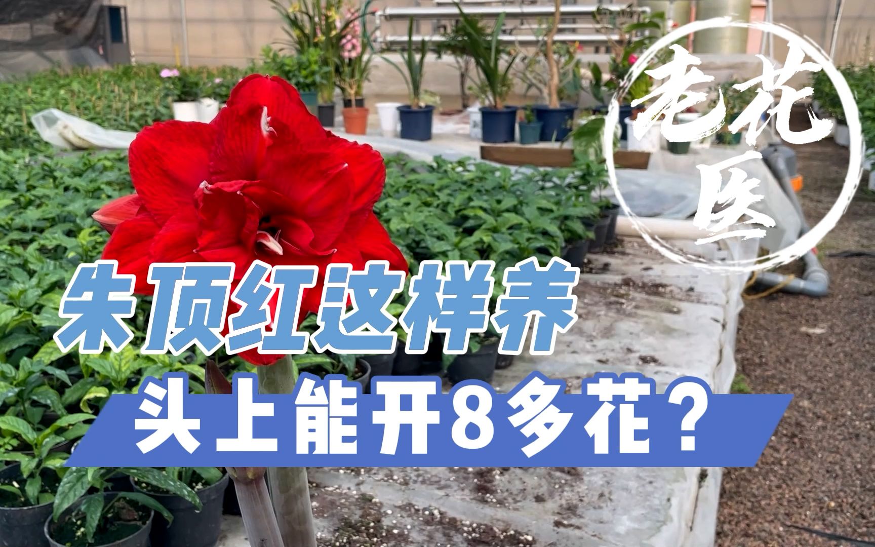 [图]怎样正确去养朱顶红？养好了，头上能开八朵花？朱顶红养护分享