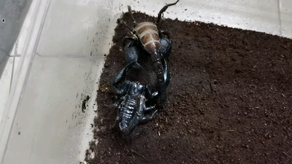 携刺异蝎vs帝王惧蝎