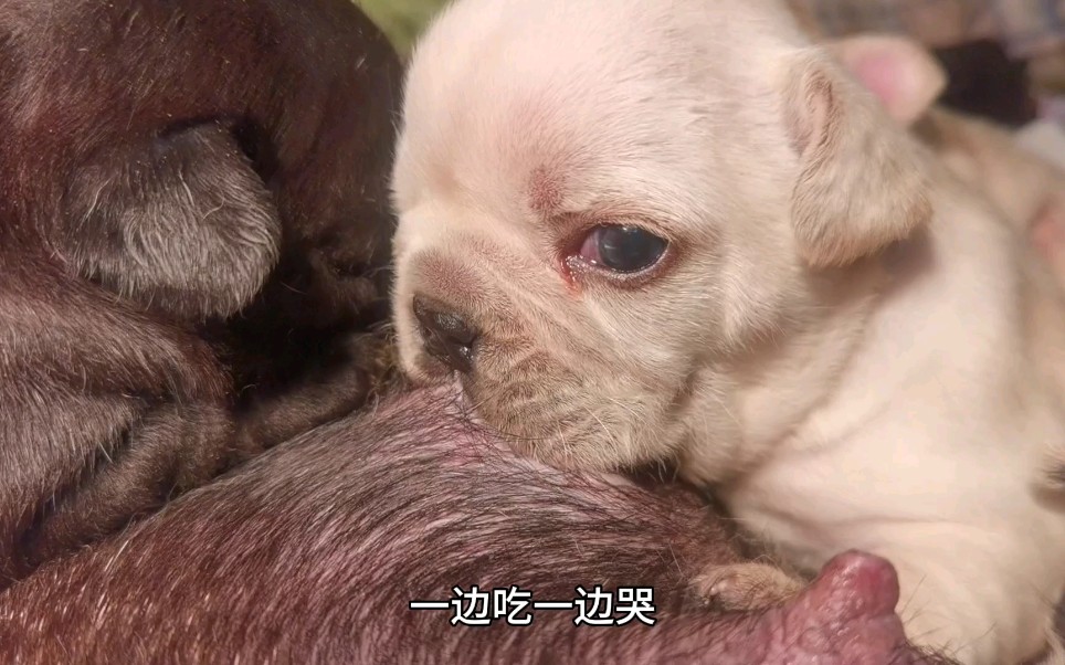 小奶狗饿的吱哇乱叫,吃起奶来边吃边哭,这是委屈成什么样子了