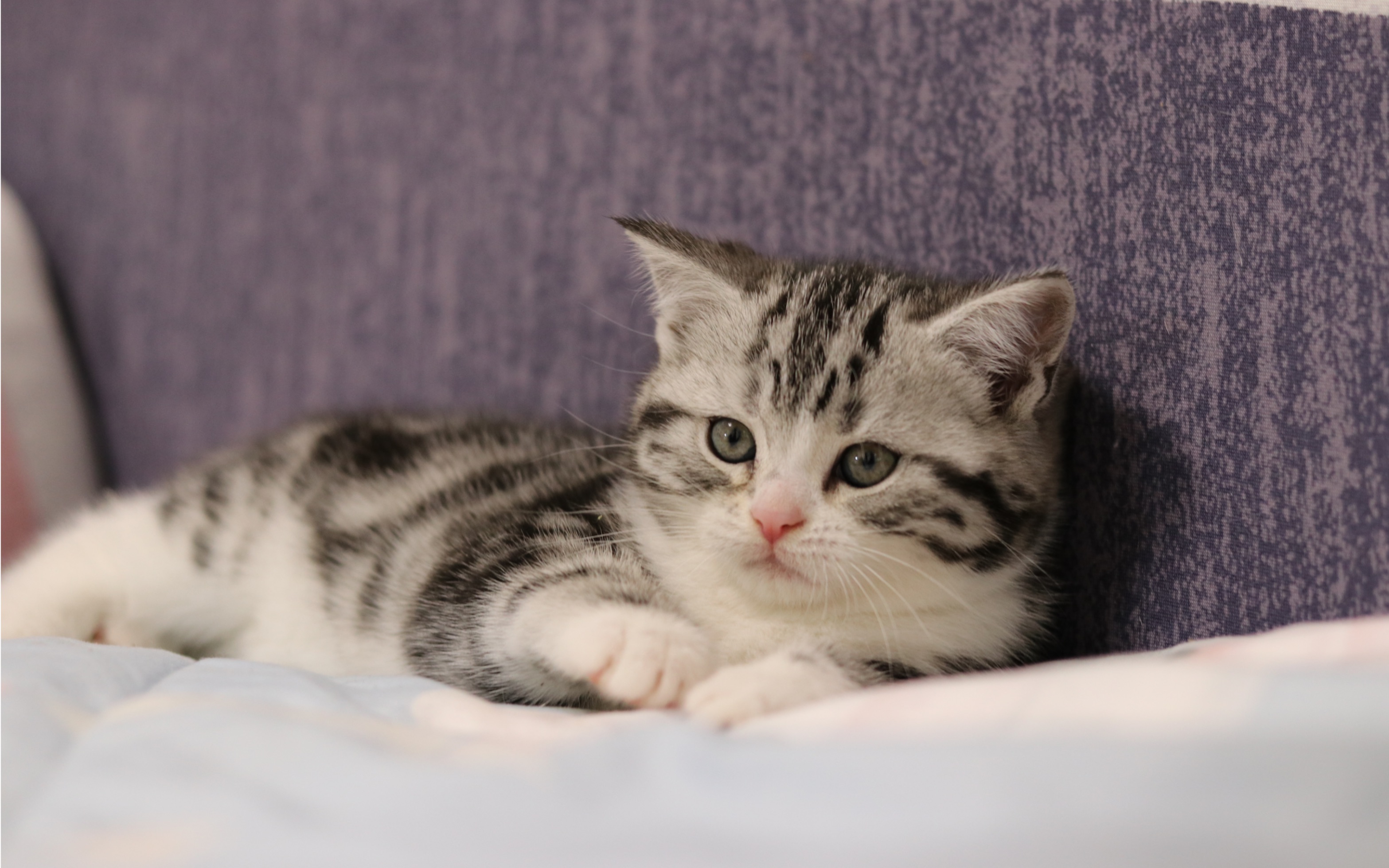 小奶猫成长记 萌宠喵星人