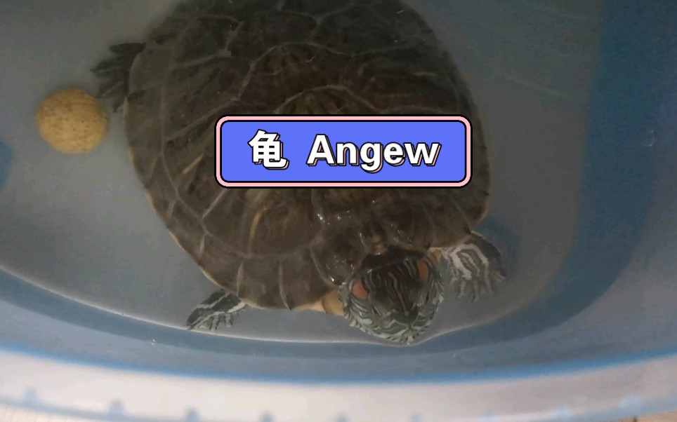 阿龟好像更喜欢叫Angew哔哩哔哩bilibili