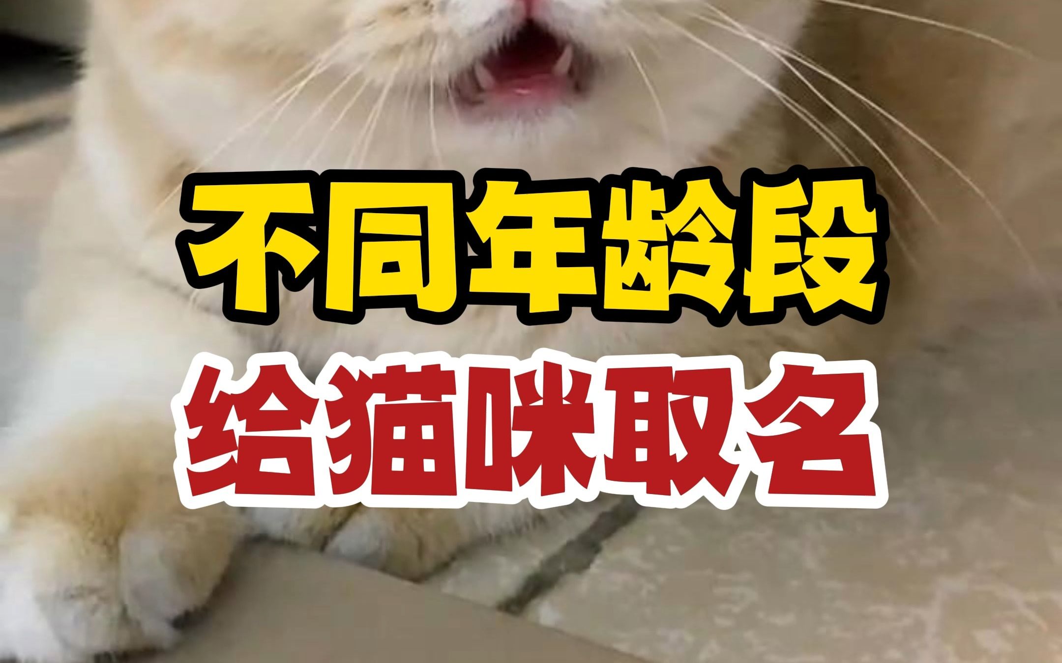 不同年龄段给猫咪取名哔哩哔哩bilibili