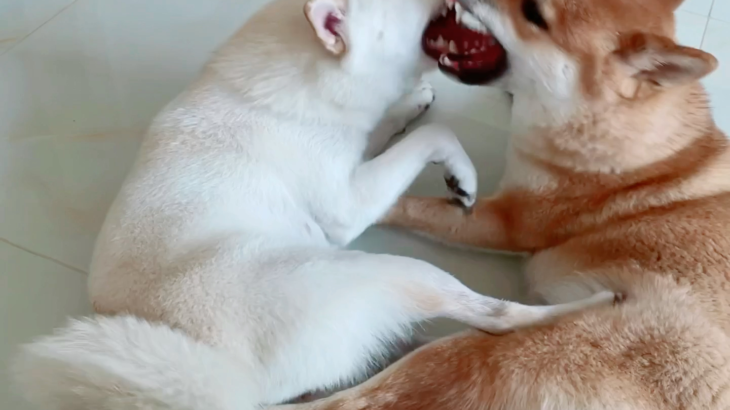 相爱相杀_哔哩哔哩_bilibili