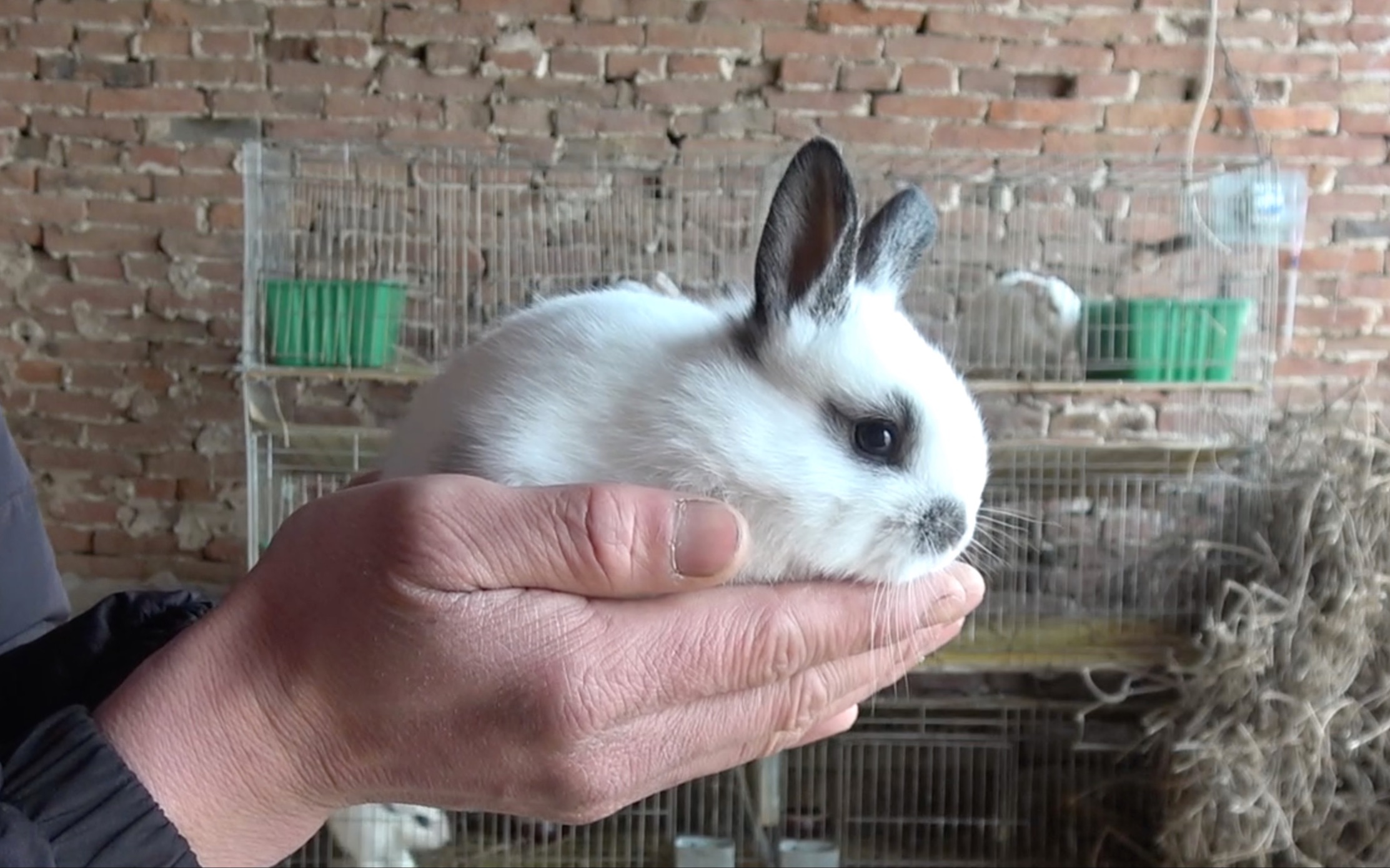 小兔子从第4天开始长毛,到第30天满月的全过程,长得太快了!