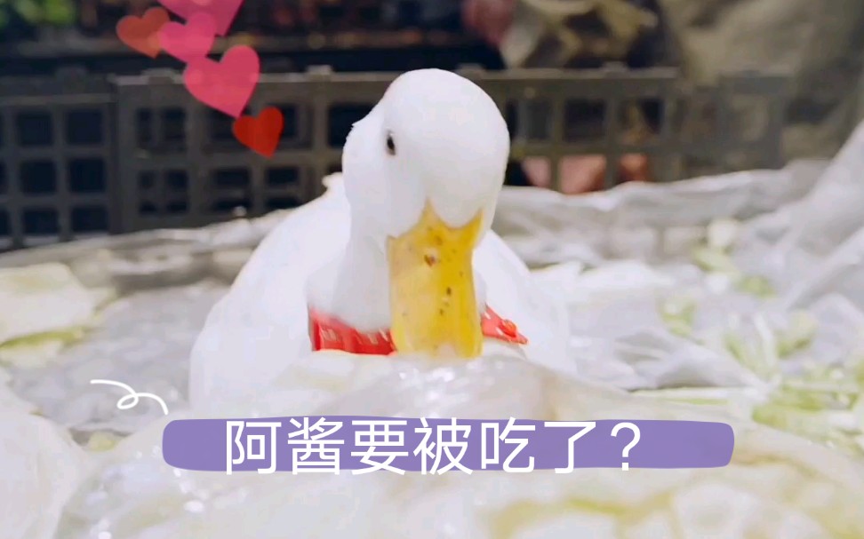 【柯尔鸭】不食用别人的宠物,是对这个社会该有的