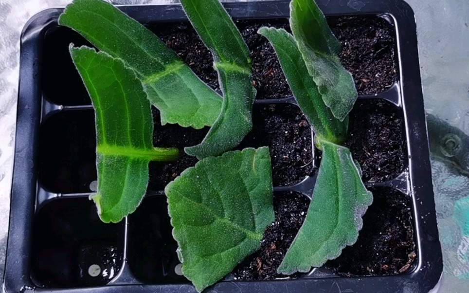 大岩桐只要一片叶子,简单繁殖出小苗,20天长出大白根,快学学_哔哩哔哩