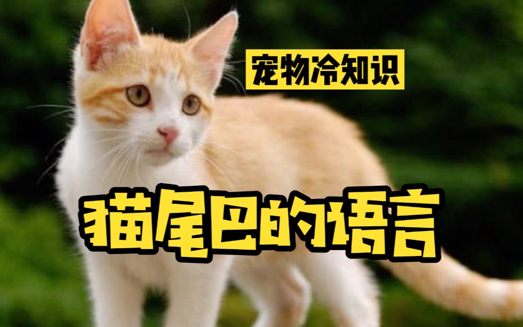 猫咪小知识:猫尾巴有哪些含义?哔哩哔哩bilibili