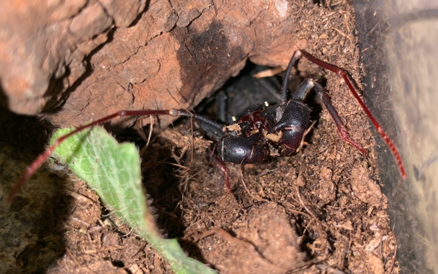 鞭蝎 吔 杜比亚蟑螂