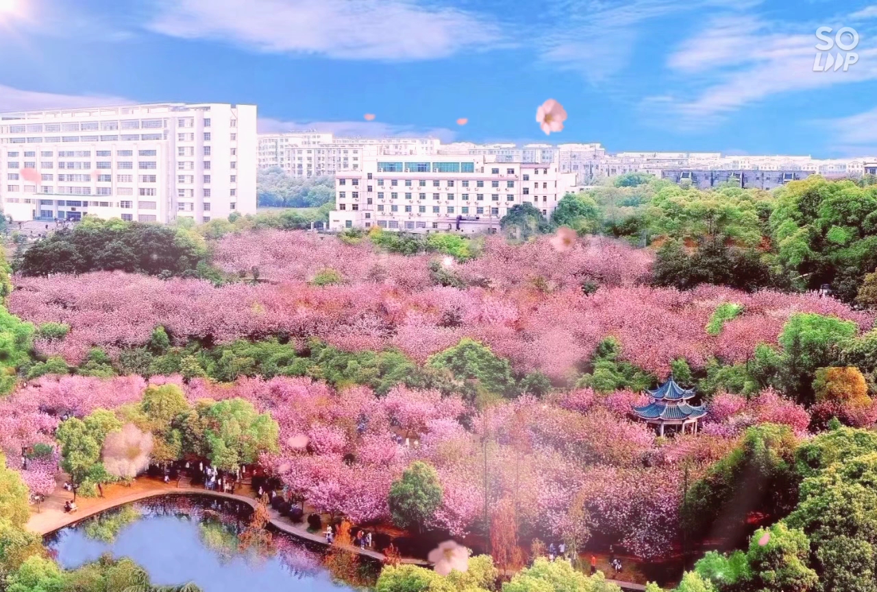 湖南科技大学樱花图片