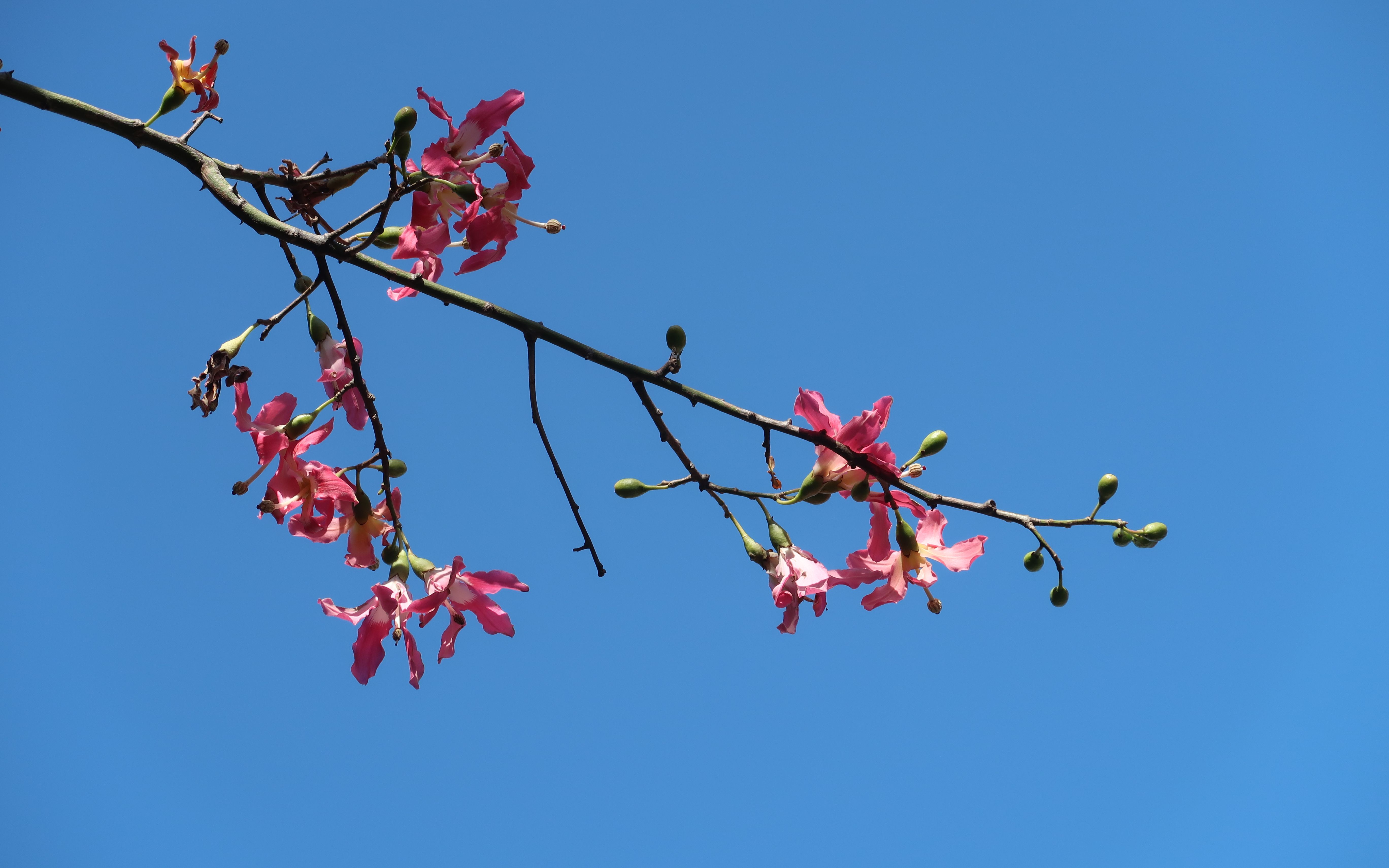 【美丽异木棉】是冬天粉粉的华师吖