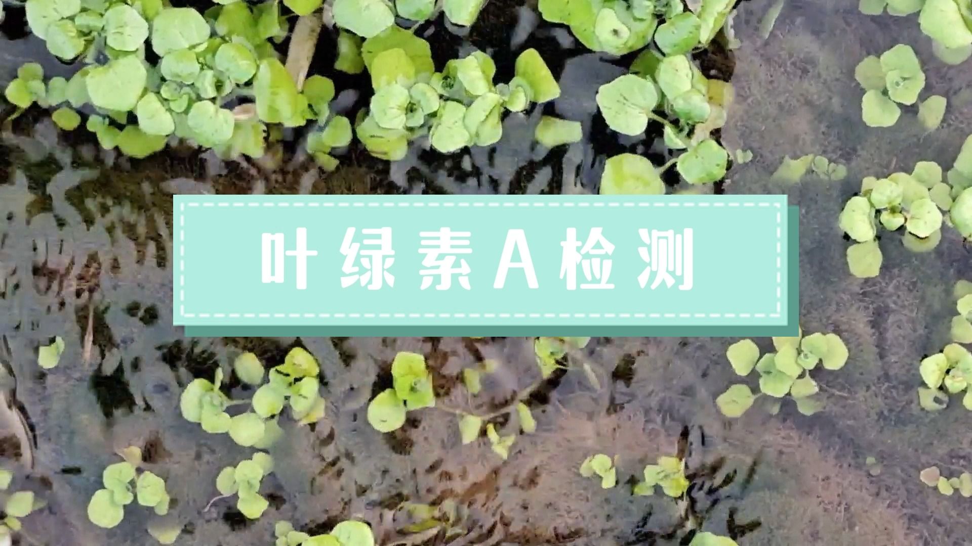 叶绿素A的检测哔哩哔哩bilibili