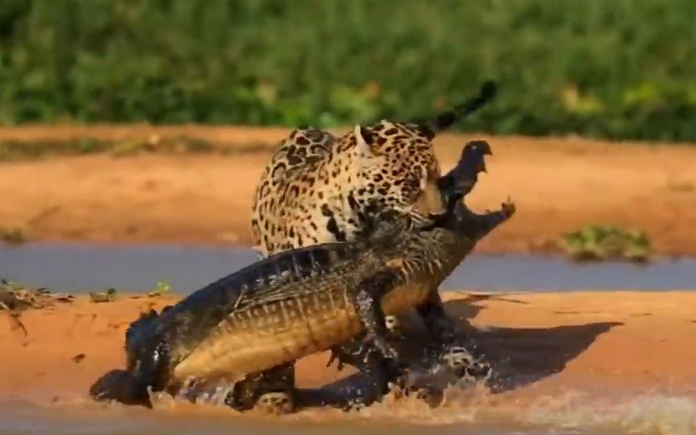 美洲豹猎豹面对鳄鱼时的不同遭遇