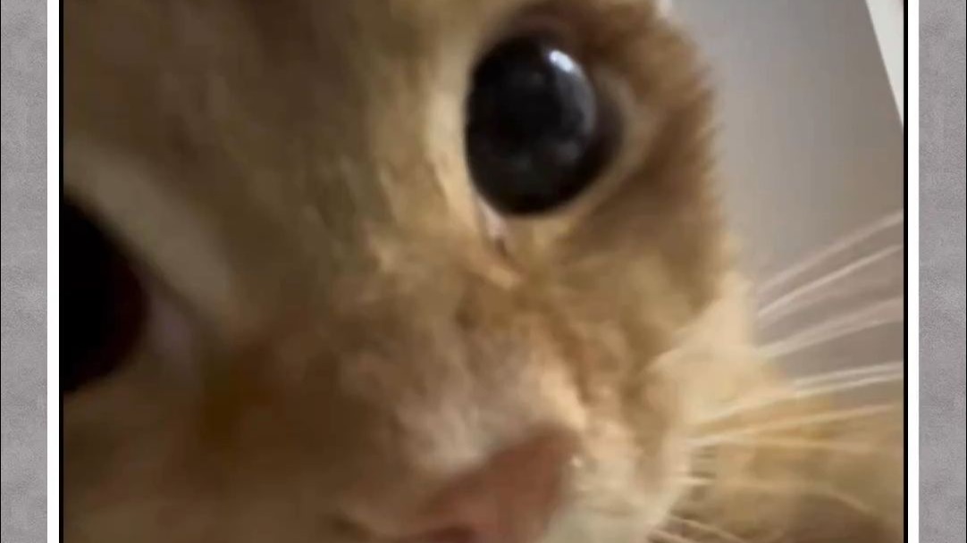 刚买回来的小猫不停地响是不是坏了？