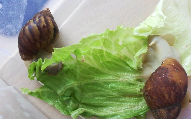 【蜗牛】吃菜叶子