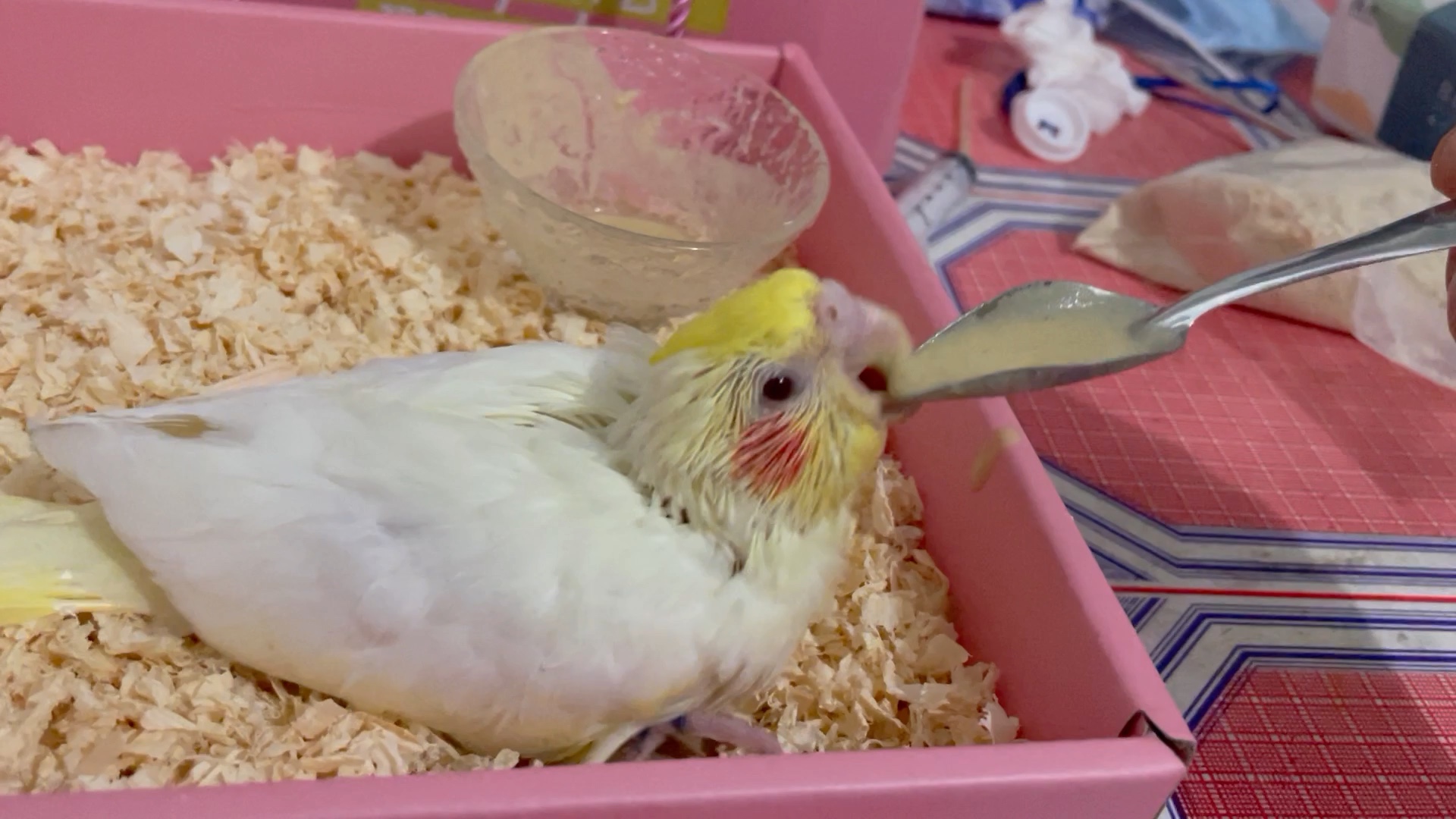 玄风鹦鹉雏鸟喂奶一