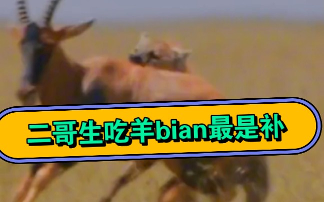 二哥生吃羊bian最是补哔哩哔哩bilibili