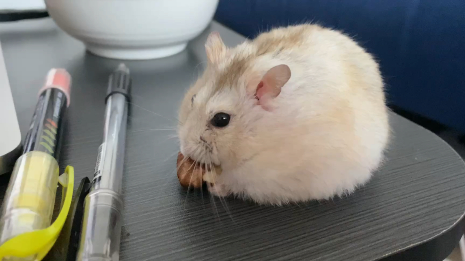 【仓鼠】白白胖胖充满希望