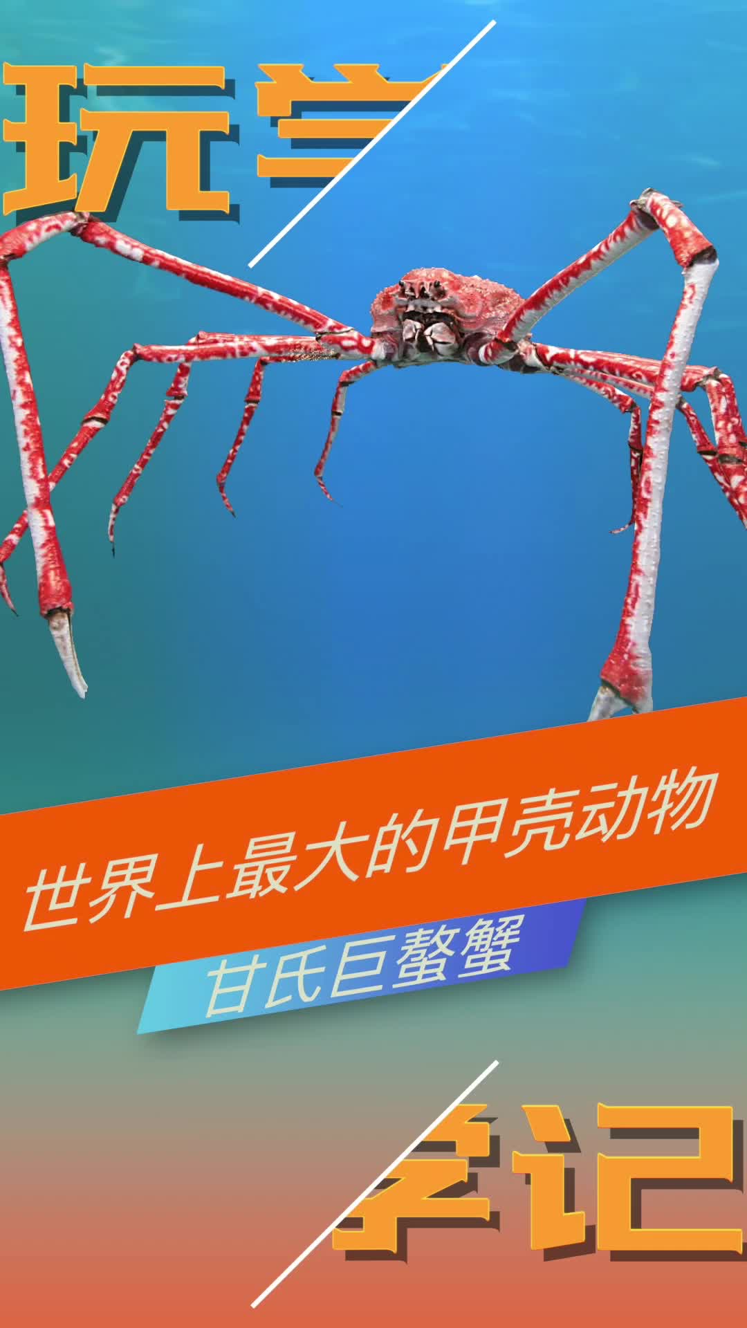 甘氏巨螯蟹