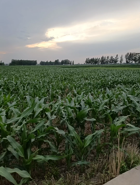 一片玉米地