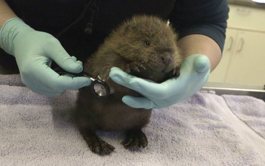 超可爱的河狸宝宝检查身体