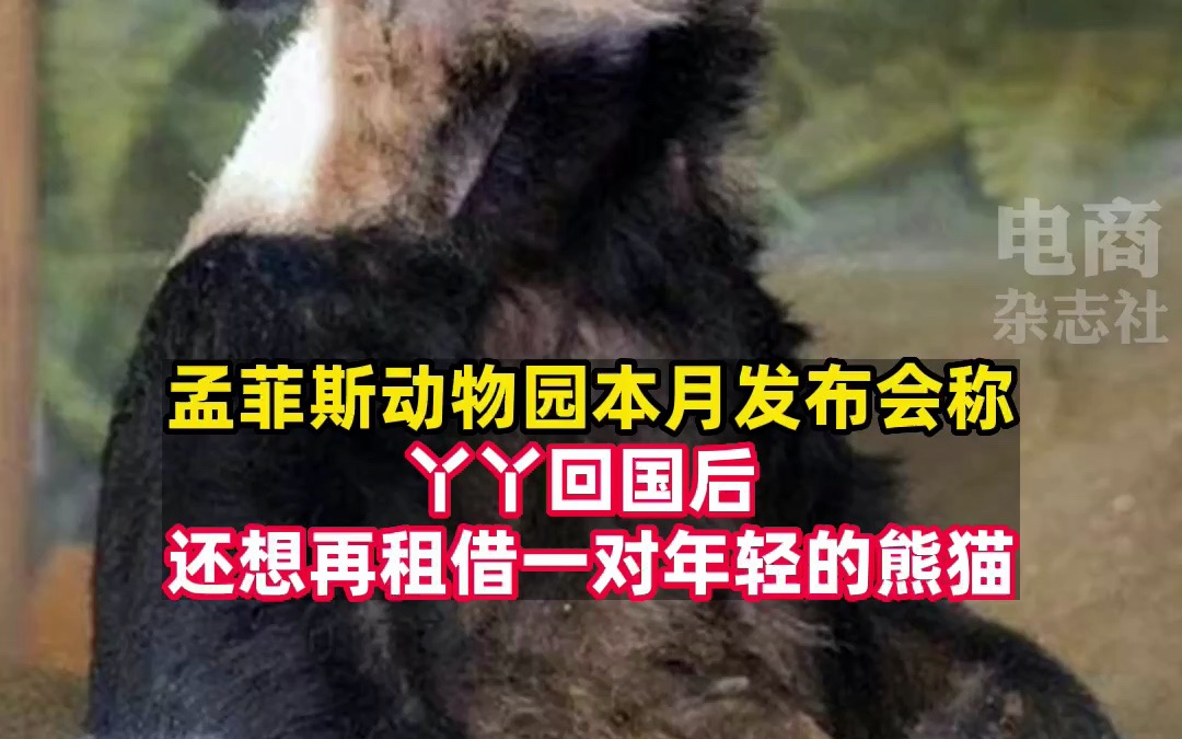 孟菲斯动物园称希望再租借一对年轻熊猫